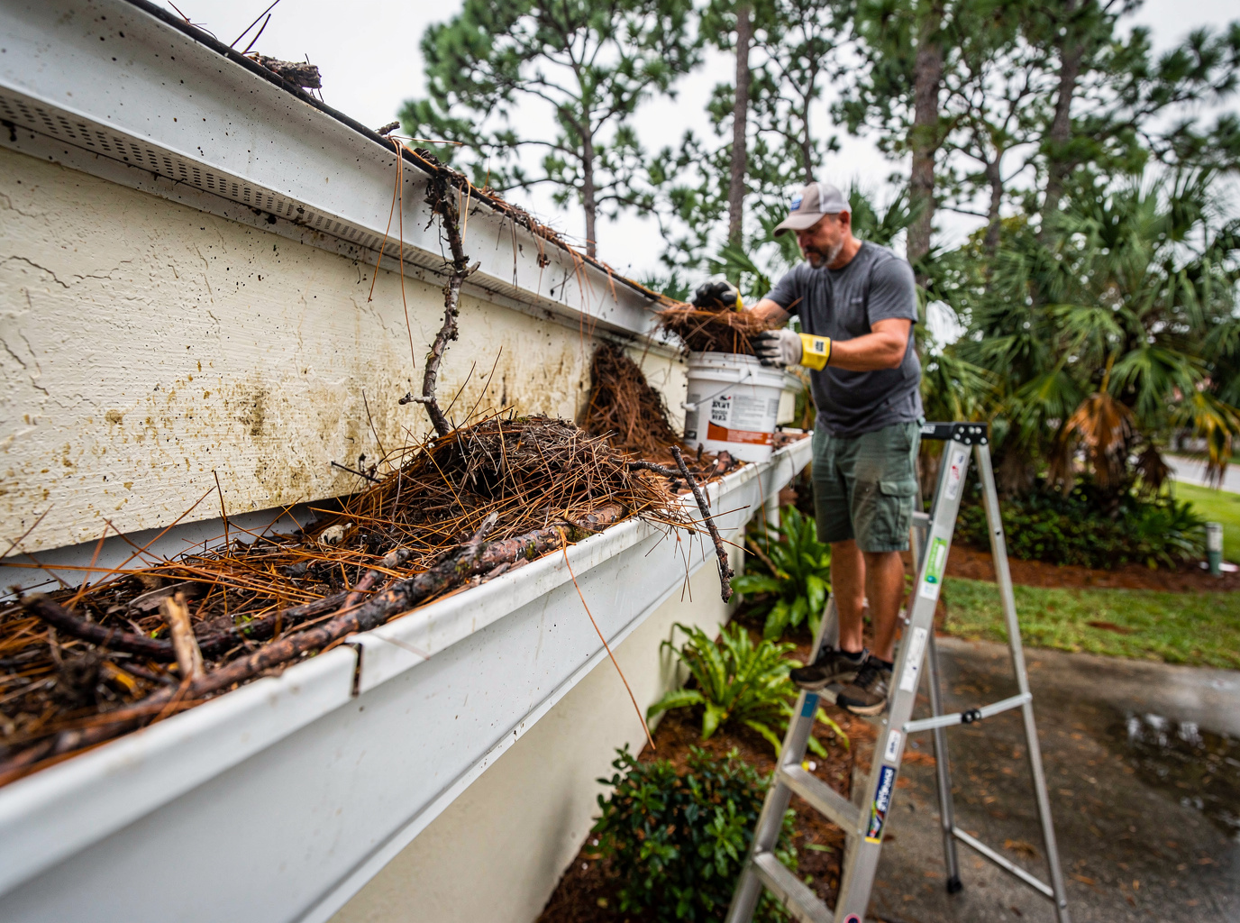 Handling Pine Needle Clogs After Summer Storms in Port Orange